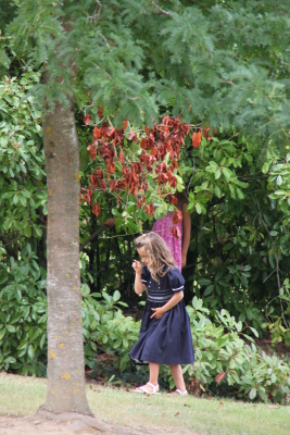 Image redimension&eacute;e IMG_4675.JPG 