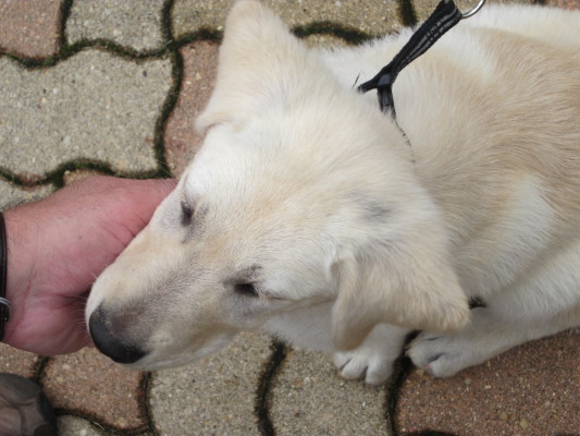 Image redimension&eacute;e IMG_0576.JPG 