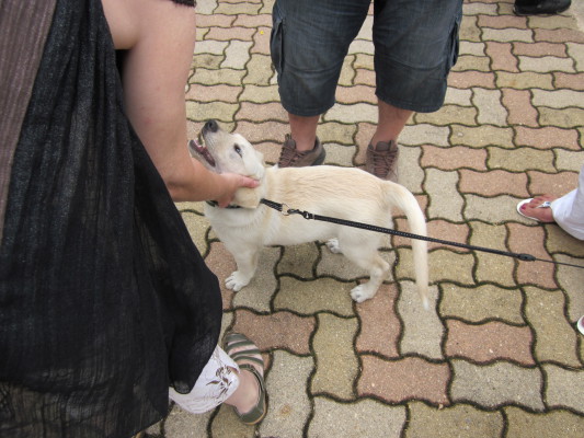 Image redimension&eacute;e IMG_0577.JPG 