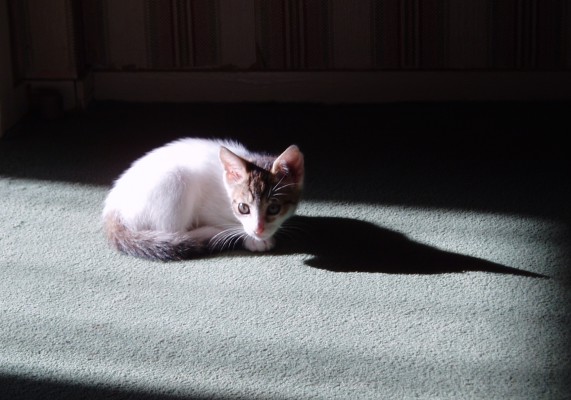 Image redimension&eacute;e PA140091.JPG 