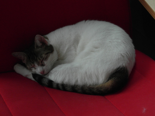 Image redimension&eacute;e SAM_0413.JPG 