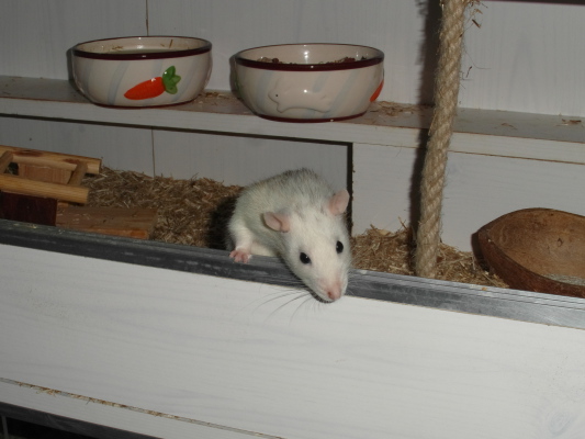 Image redimension&eacute;e SAM_0414.JPG 