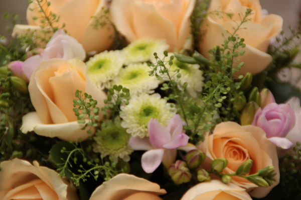 Image redimension&eacute;e IMG_0378.JPG 