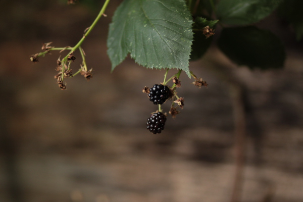 Image redimension&eacute;e IMG_0410.JPG 