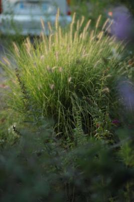 Image redimension&eacute;e IMG_0435.JPG 