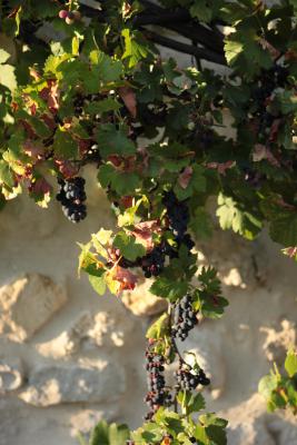 Image redimension&eacute;e IMG_0439.JPG 