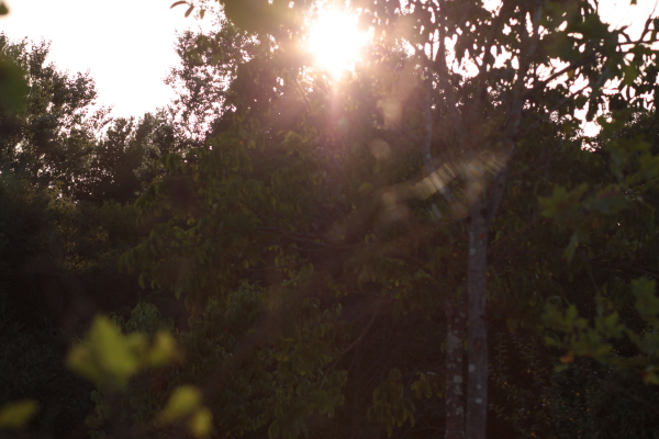 Image redimension&eacute;e IMG_0442.JPG 