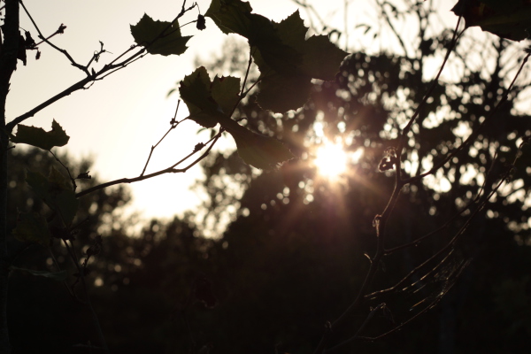 Image redimension&eacute;e IMG_0443.JPG 