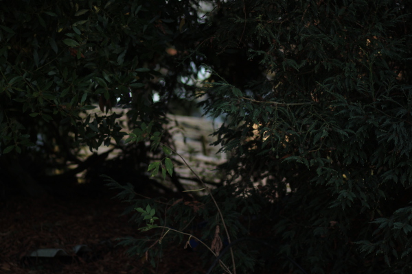 Image redimension&eacute;e IMG_0445.JPG 