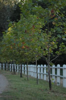 Image redimension&eacute;e IMG_0446.JPG 