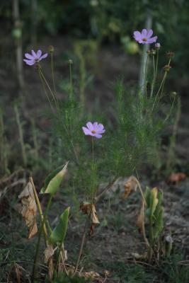 Image redimension&eacute;e IMG_0447.JPG 