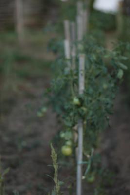 Image redimension&eacute;e IMG_0448.JPG 