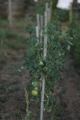 Image redimension&eacute;e IMG_0449.JPG 