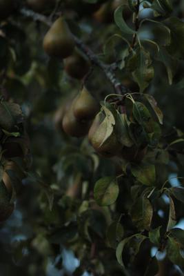 Image redimension&eacute;e IMG_0452.JPG 