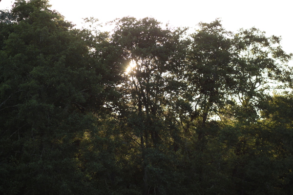 Image redimension&eacute;e IMG_0453.JPG 