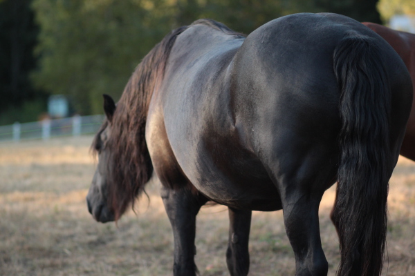 Image redimension&eacute;e IMG_0457.JPG 