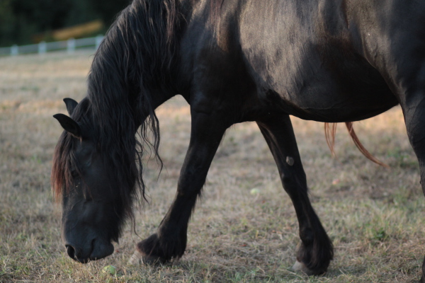 Image redimension&eacute;e IMG_0459.JPG 