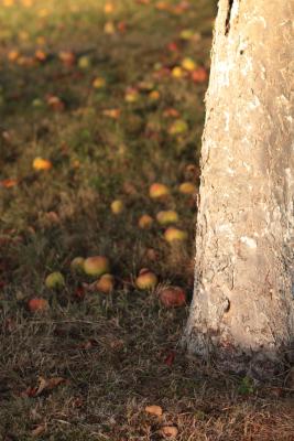 Image redimension&eacute;e IMG_0462.JPG 