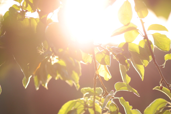 Image redimension&eacute;e IMG_0463.JPG 