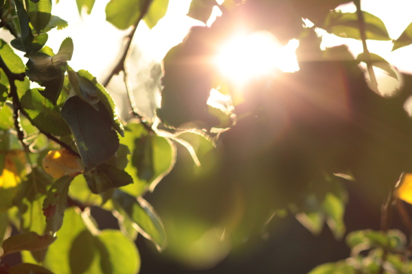 Image redimension&eacute;e IMG_0464.JPG 