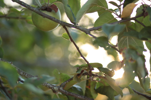 Image redimension&eacute;e IMG_0469.JPG 