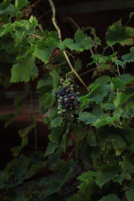 Image redimension&eacute;e IMG_0475.JPG 