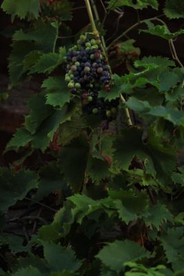 Image redimension&eacute;e IMG_0476.JPG 