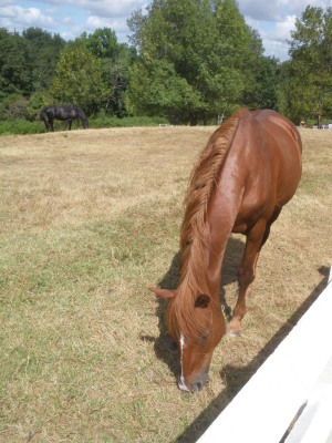 Image redimension&eacute;e MARIAGE 193.JPG 