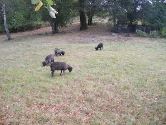 Image redimension&eacute;e MARIAGE 223.JPG 