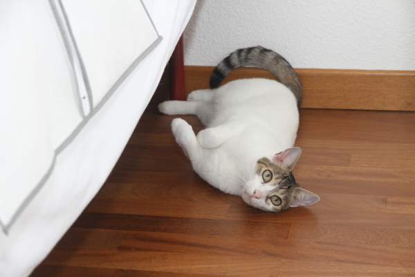 Image redimension&eacute;e IMG_7385.JPG 