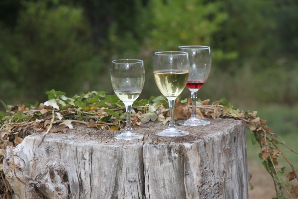 Image redimension&eacute;e IMG_7739.JPG 