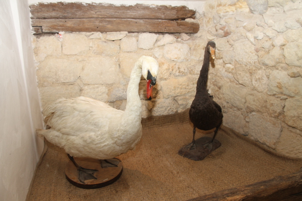 Image redimension&eacute;e IMG_7821.JPG 