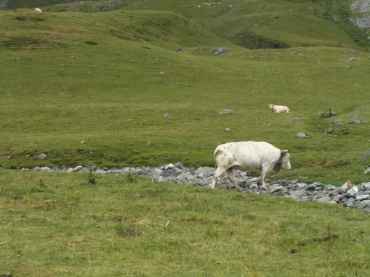 Image redimension&eacute;e SAM_0660.JPG 