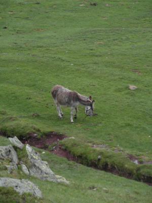 Image redimension&eacute;e SAM_0728.JPG 