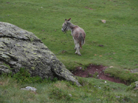 Image redimension&eacute;e SAM_0730.JPG 